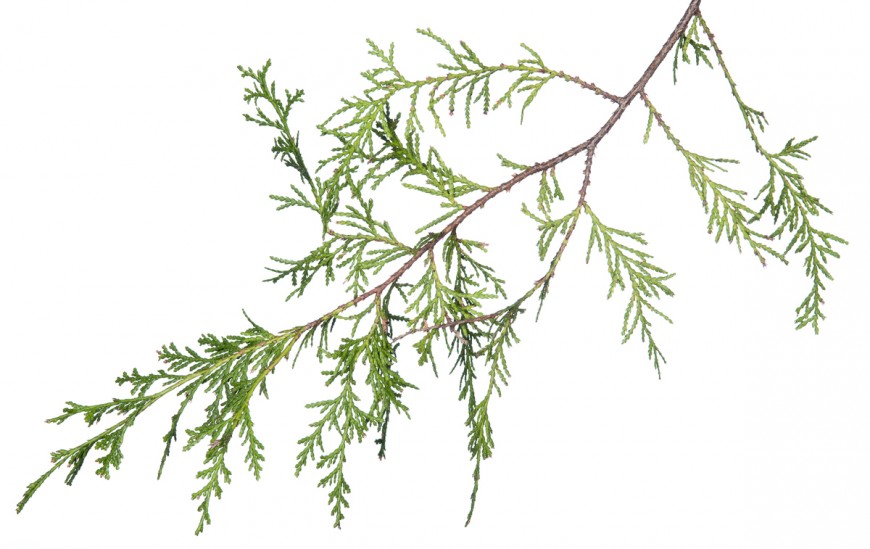 Atlantic White Cedar (Chamaecyparis thyoides)
