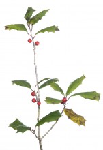 American Holly