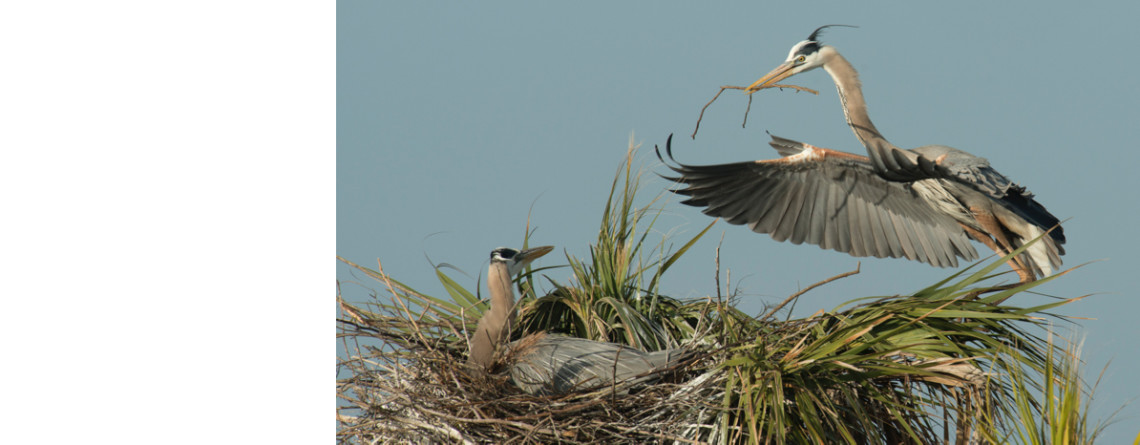 Great Blue Heron Courtship