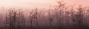 Predawn fog through bare cypress. Big Cypress National Preserve